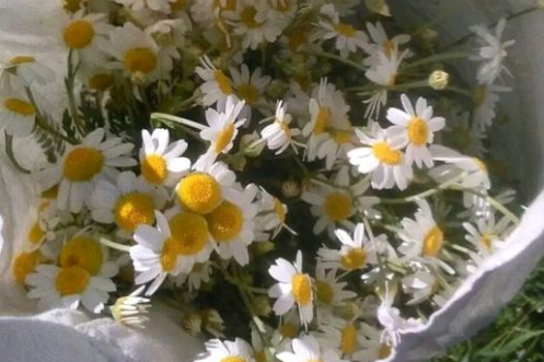 花店不開了花繼續開類似的句子 花店不開了花繼續開朋友圈說說 花店不開了花繼續開類似的句子 花店不開了花繼續開朋友圈說說