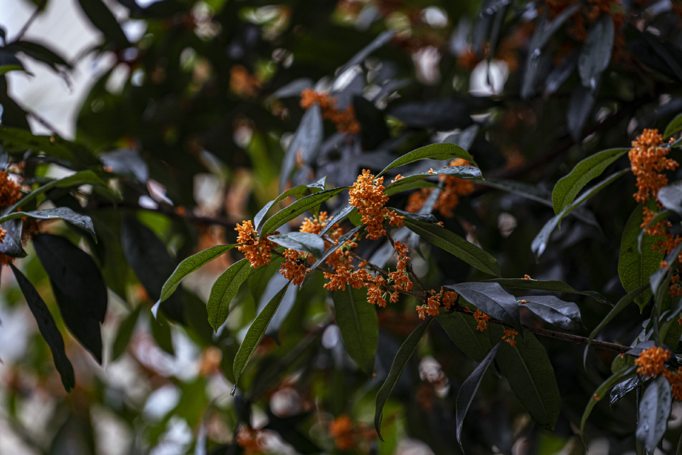 有關于桂花的說說 八月桂花的說說心情 有關于桂花的說說 八月桂花的說說心情