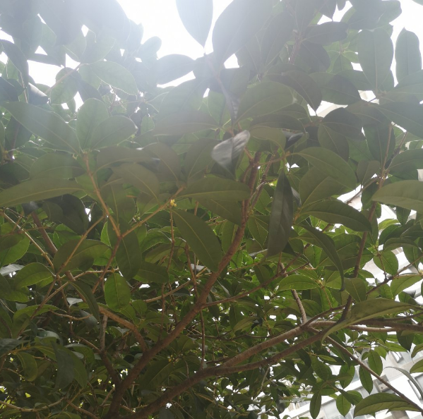 有關于桂花的說說 八月桂花的說說心情 有關于桂花的說說 八月桂花的說說心情