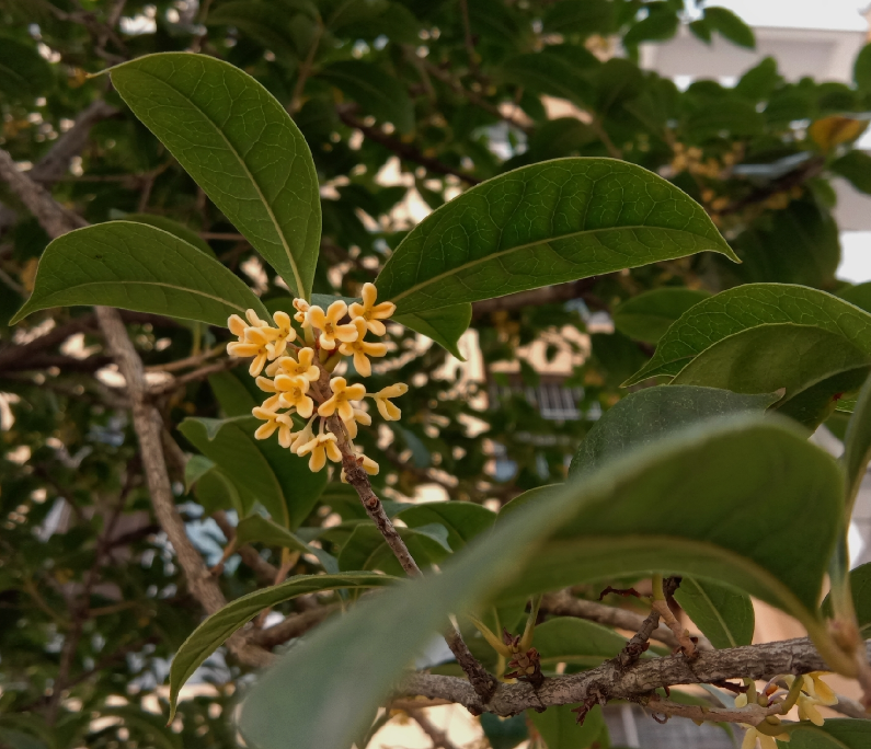 有關于桂花的說說 八月桂花的說說心情 有關于桂花的說說 八月桂花的說說心情