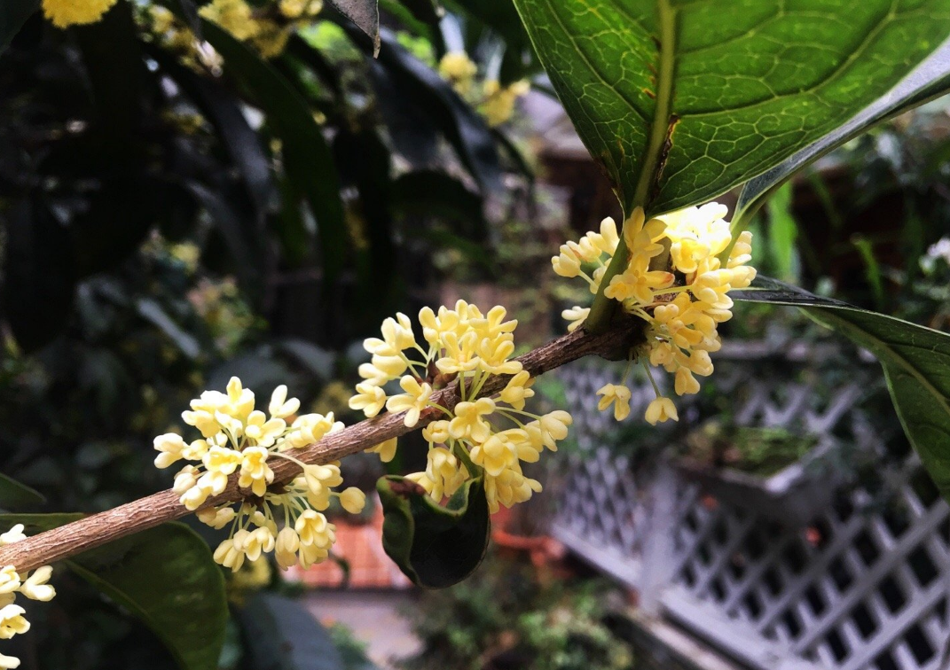 有關于桂花的說說 八月桂花的說說心情 有關于桂花的說說 八月桂花的說說心情