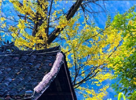 2019秋天你好文字圖片說說 秋天你好朋友心情句子