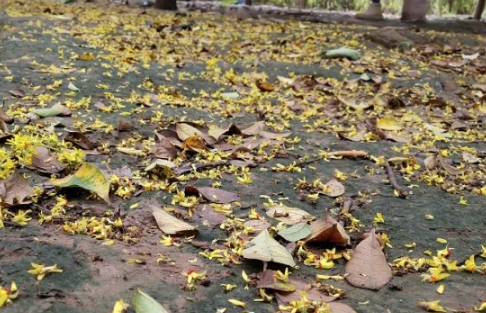 2019秋天你好文字圖片說說 秋天你好朋友心情句子