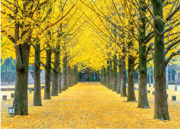 2019描寫秋分的古詩詞有哪些 秋分的優美有意境古詩詞句子 2019描寫秋分的古詩詞有哪些 秋分的優美有意境古詩詞句子