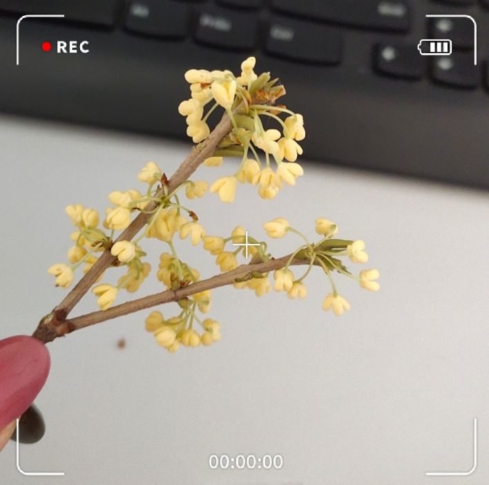 九月桂花香說說 在小區聞到桂花香心情感慨