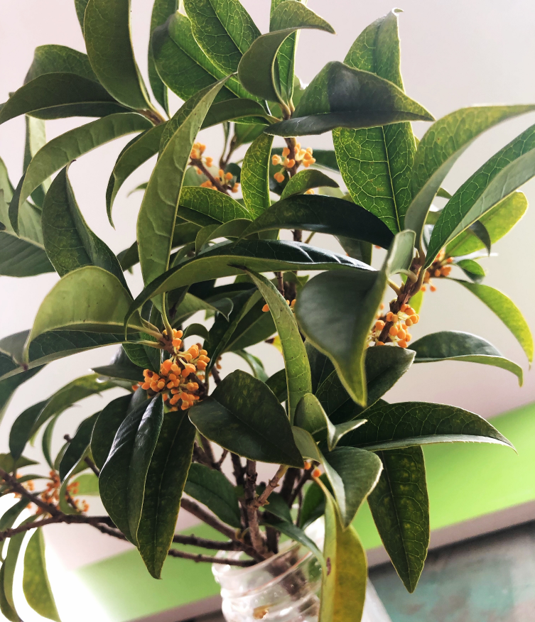 九月桂花香說說 在小區聞到桂花香心情感慨