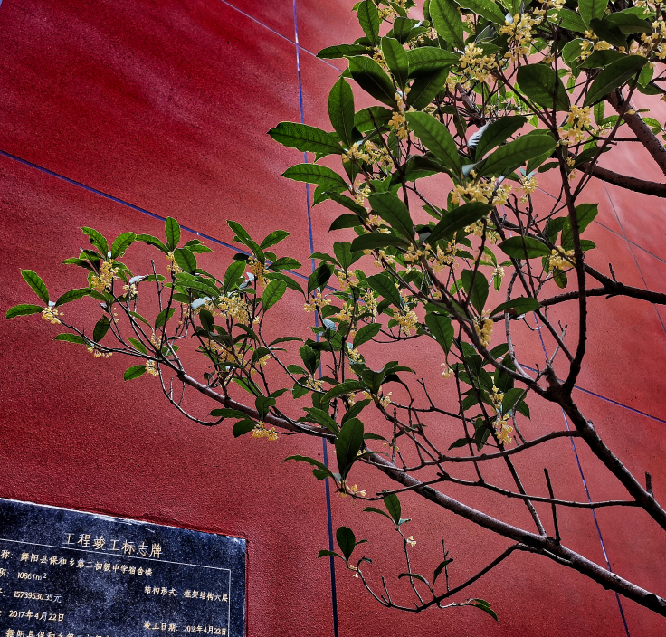 九月桂花香說說 在小區聞到桂花香心情感慨