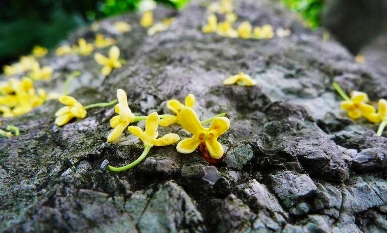 形容桂花香的句子 如何描寫桂花香味的優(yōu)美句子 形容桂花香的句子 如何描寫桂花香味的優(yōu)美句子