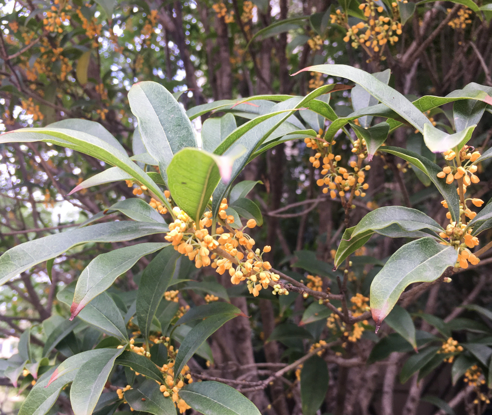 形容桂花香的句子 如何描寫桂花香味的優(yōu)美句子 形容桂花香的句子 如何描寫桂花香味的優(yōu)美句子