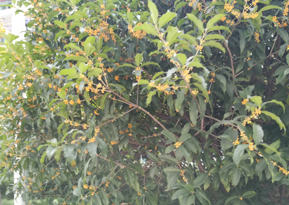 形容桂花香的句子 如何描寫桂花香味的優(yōu)美句子 形容桂花香的句子 如何描寫桂花香味的優(yōu)美句子