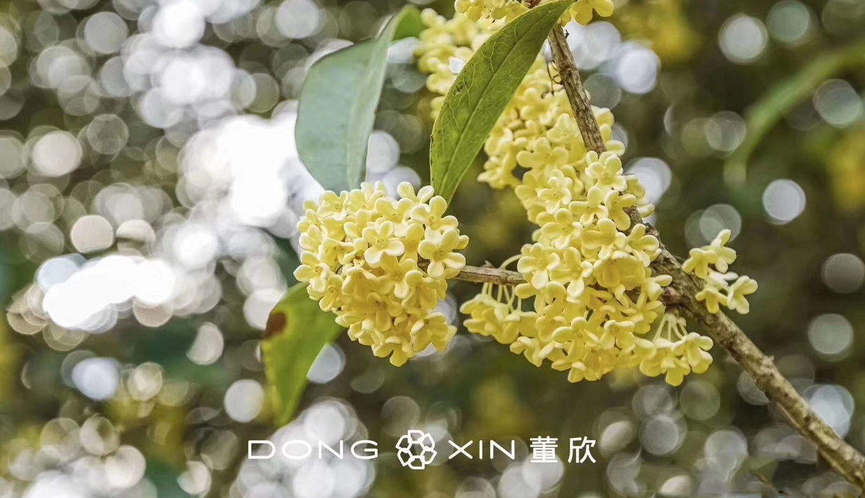 形容桂花香的句子 如何描寫桂花香味的優(yōu)美句子 形容桂花香的句子 如何描寫桂花香味的優(yōu)美句子