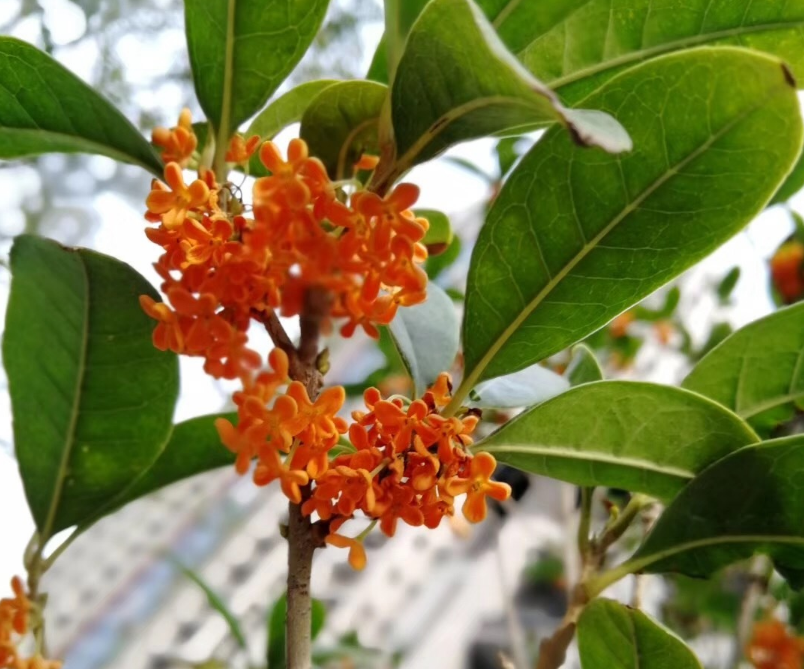 聞到桂花香的心情說說 鼻子突然聞到桂花香心情感慨 聞到桂花香的心情說說 鼻子突然聞到桂花香心情感慨