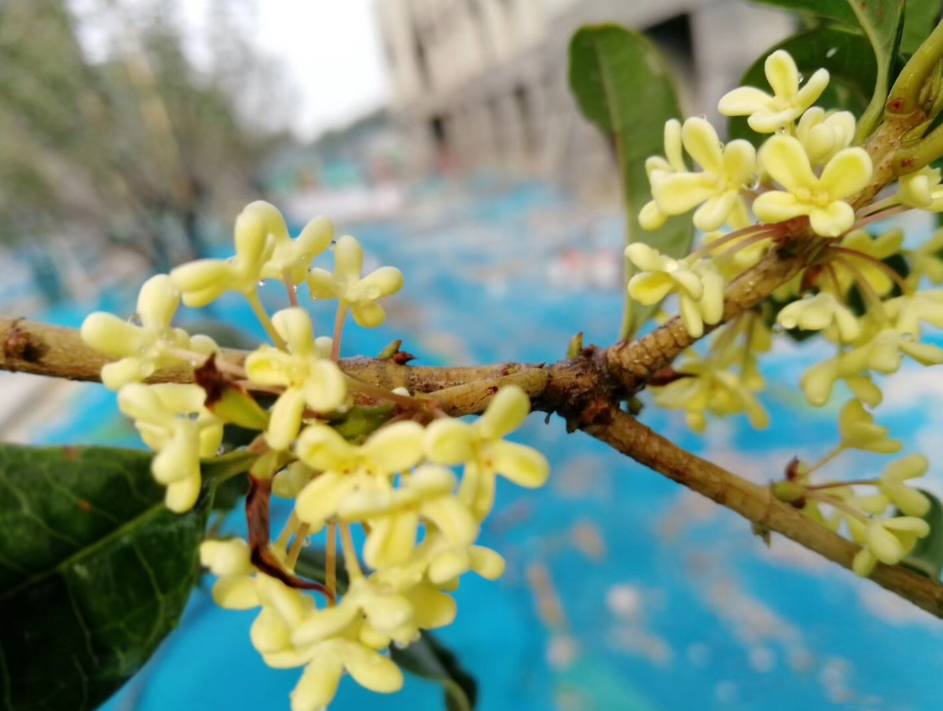 聞到桂花香的心情說說 鼻子突然聞到桂花香心情感慨 聞到桂花香的心情說說 鼻子突然聞到桂花香心情感慨