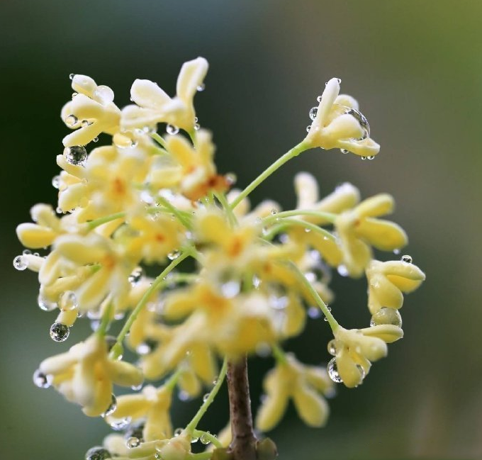 聞到桂花香的心情說說 鼻子突然聞到桂花香心情感慨 聞到桂花香的心情說說 鼻子突然聞到桂花香心情感慨