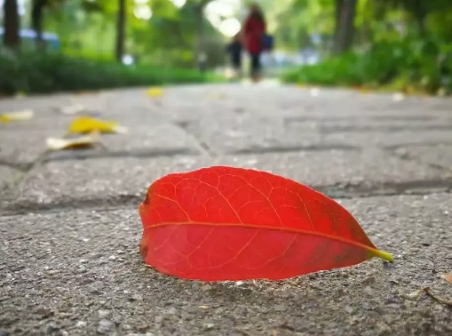 10月早安心語優(yōu)美溫馨語錄2019 十月最新早安唯美句子