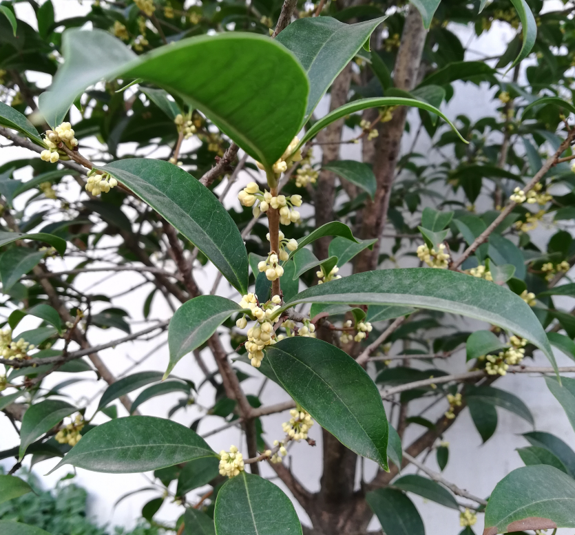 贊美桂花香的心情句子 描寫桂花香的唯美句子感慨