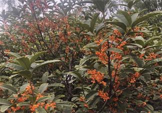 描寫桂花香味的句子 桂花開了的心情句子說說