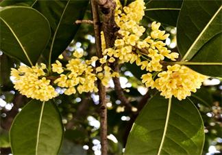 贊美桂花香的心情句子 描寫桂花香的唯美句子感慨