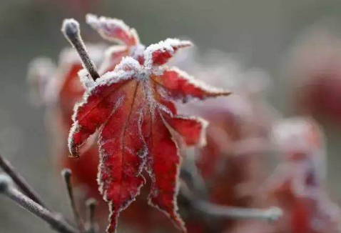 霜降手抄報文字內(nèi)容素材 霜降手抄報文字部分怎么寫