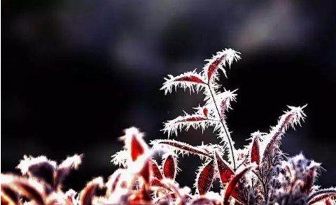 霜降手抄報文字內(nèi)容素材 霜降手抄報文字部分怎么寫