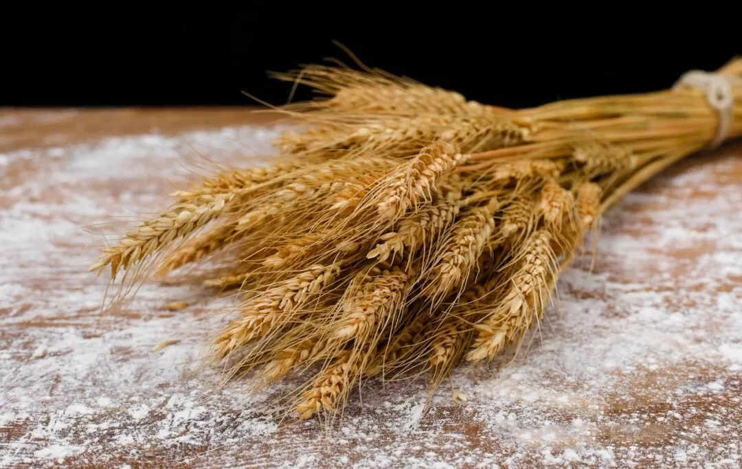 世界糧食日幼兒園倡議書 2019世界糧食日幼兒園活動倡議活動教案 世界糧食日幼兒園倡議書 2019世界糧食日幼兒園活動倡議活動教案