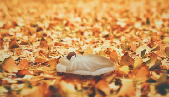 十一月晚安心情說說 十一月晚安正能量句子