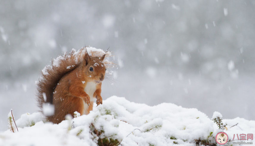 冬天來了春天還會遠(yuǎn)嗎是什么意思 冬天來了春天還會遠(yuǎn)嗎出處是什么 冬天來了春天還會遠(yuǎn)嗎是什么意思 冬天來了春天還會遠(yuǎn)嗎出處是什么