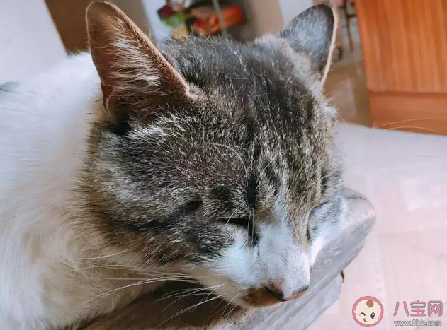 擼貓可以緩解抑郁嗎 擼貓的好處