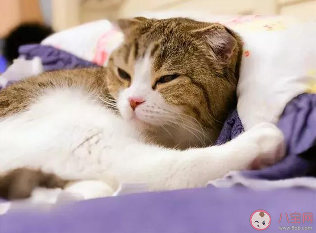 擼貓可以緩解抑郁嗎 擼貓的好處