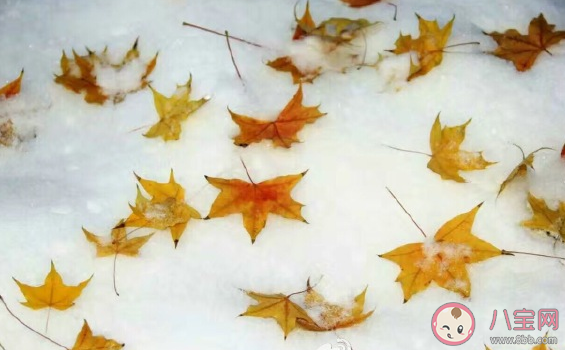 2019小雪節氣發表心情文案句子 小雪祝福問候語大全 2019小雪節氣發表心情文案句子 小雪祝福問候語大全