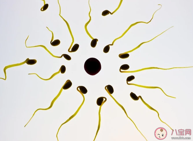 男性一次射出精液是越多越好嗎 男性一次射精量多少才是正常