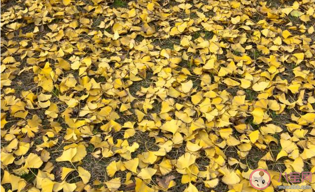 形容外面風(fēng)好大的句子 關(guān)于風(fēng)好大的朋友圈說(shuō)說(shuō)