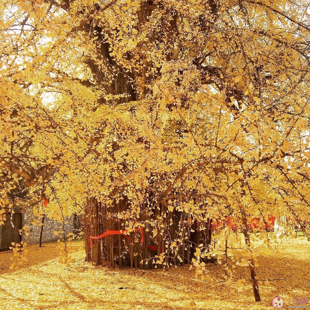 西安千年銀杏古樹在哪可以觀看 西安千年銀杏古樹火遍全網圖片