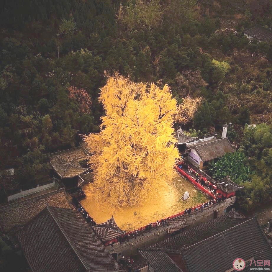 西安千年銀杏古樹在哪可以觀看 西安千年銀杏古樹火遍全網圖片