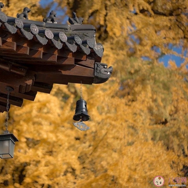 西安千年銀杏古樹在哪可以觀看 西安千年銀杏古樹火遍全網圖片