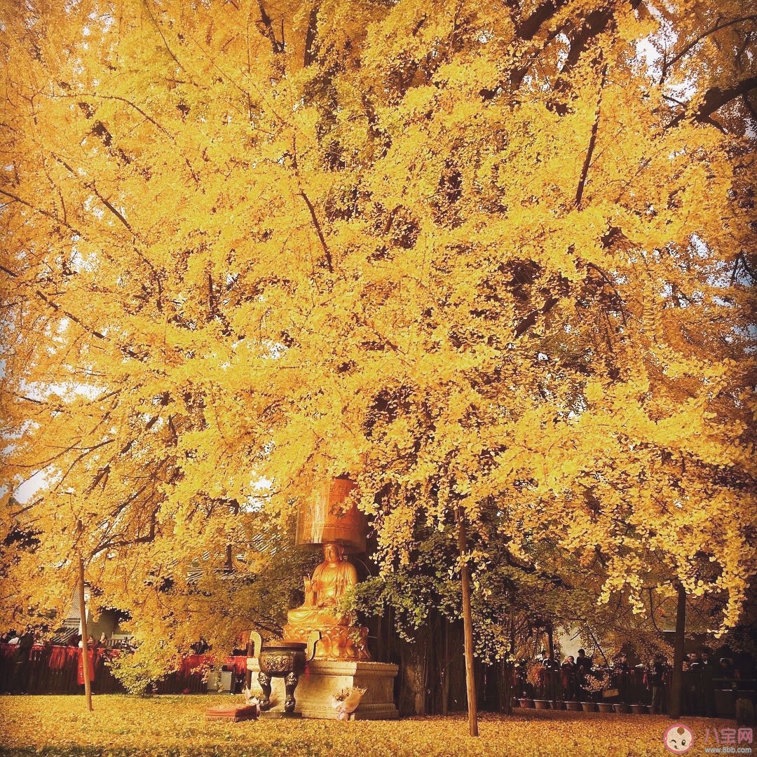 西安千年銀杏古樹在哪可以觀看 西安千年銀杏古樹火遍全網圖片