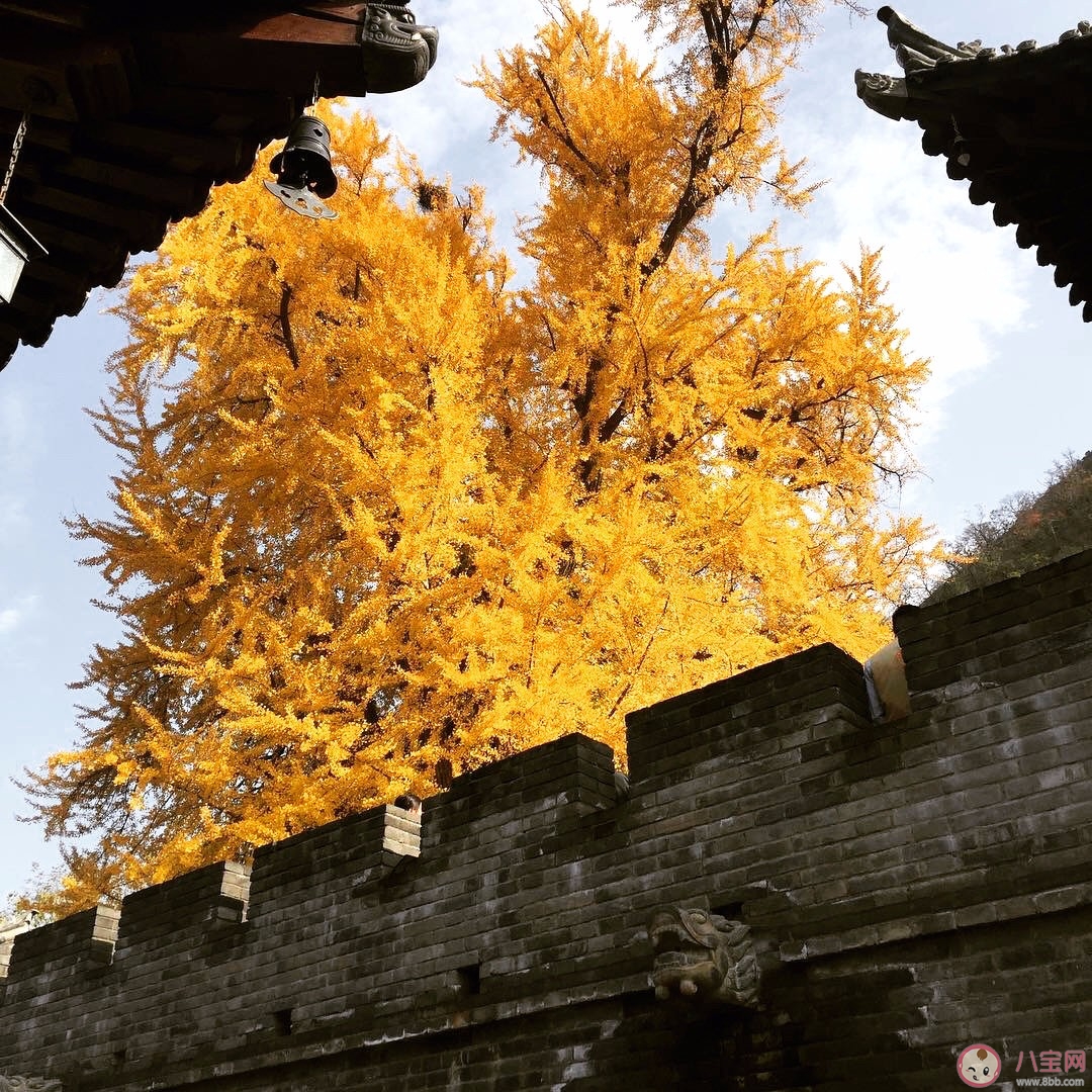 西安千年銀杏古樹在哪可以觀看 西安千年銀杏古樹火遍全網圖片