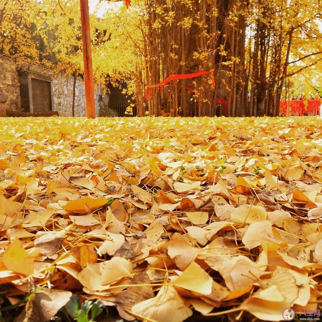 西安千年銀杏古樹在哪可以觀看 西安千年銀杏古樹火遍全網圖片