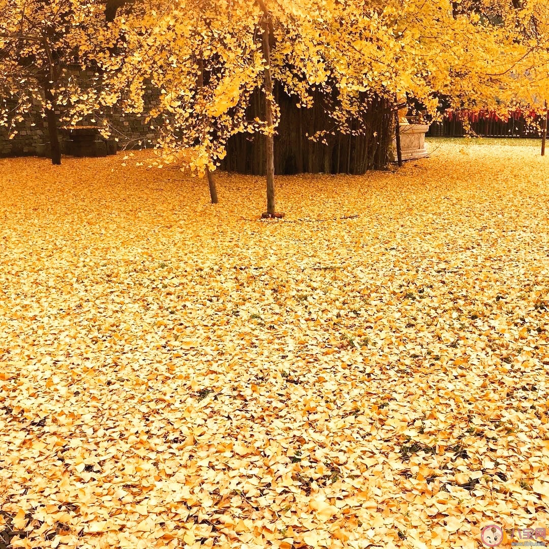 西安千年銀杏古樹在哪可以觀看 西安千年銀杏古樹火遍全網圖片