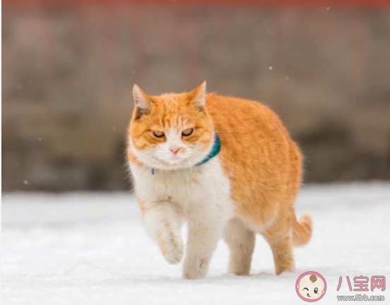 北京故宮雪景心情文案句子 關(guān)于北京雪景的朋友圈圖片說說