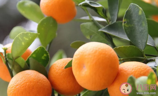 小雪節氣吃什么水果好 小雪節氣水果推薦