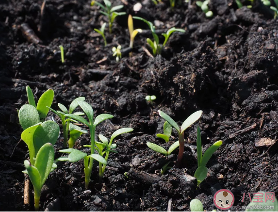 人造肉正式開售是真的嗎 人造肉是用什么做的