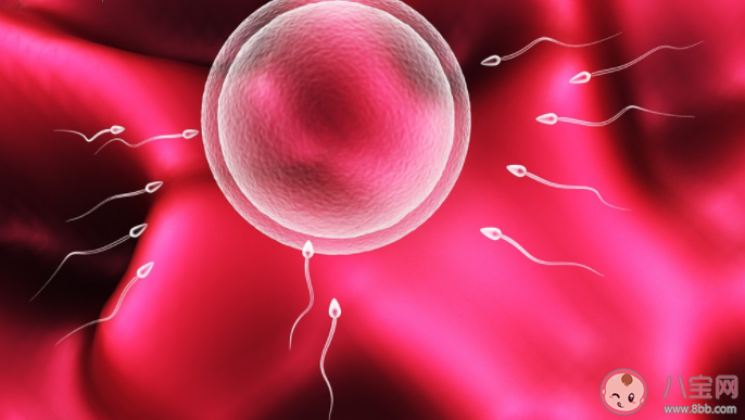 為什么供卵試管嬰兒成功率高 供卵試管嬰兒要用多少個(gè)卵子