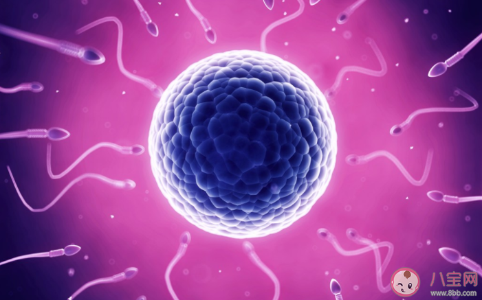 為什么供卵試管嬰兒成功率高 供卵試管嬰兒要用多少個(gè)卵子