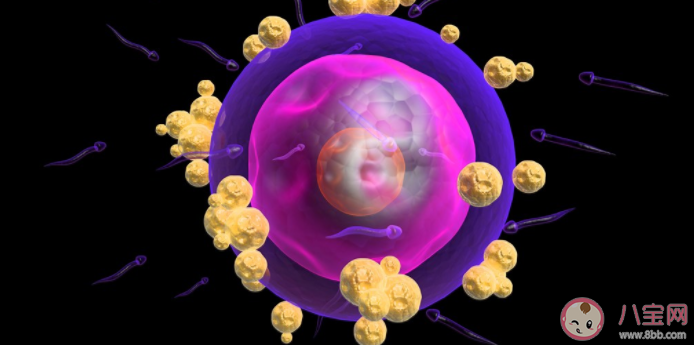 為什么供卵試管嬰兒成功率高 供卵試管嬰兒要用多少個(gè)卵子