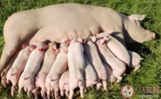 母豬羞愧是什么什么梗 母豬羞愧梗的出處是什么