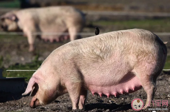 母豬羞愧是什么什么梗 母豬羞愧梗的出處是什么