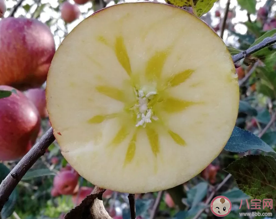 糖心蘋(píng)果和普通蘋(píng)果有什么區(qū)別 糖心蘋(píng)果的功效和作用是什么