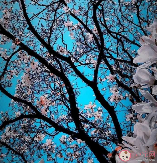 長期熬夜的危害有多大 長期熬夜會對身體有什么影響