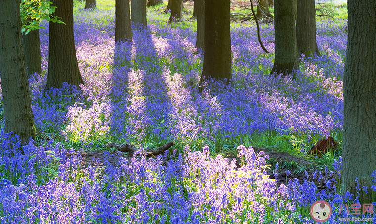 祖瑪瓏藍風鈴香水是什么味道的 祖馬龍藍風鈴適合男生嗎 祖瑪瓏藍風鈴香水是什么味道的 祖馬龍藍風鈴適合男生嗎